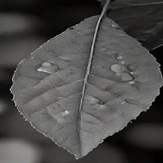 leaf images black and white