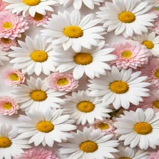 flowers with white background