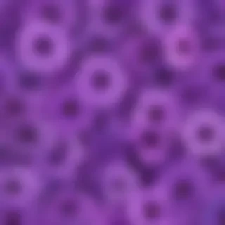 purple flowers background