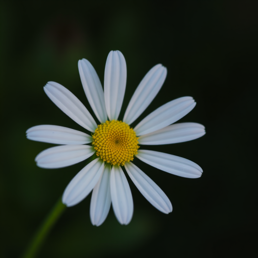 a close-up shot of a single white daisy flower with a yellow center against a blurred dark green background