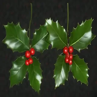 images of holly