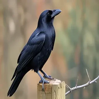 raven bird