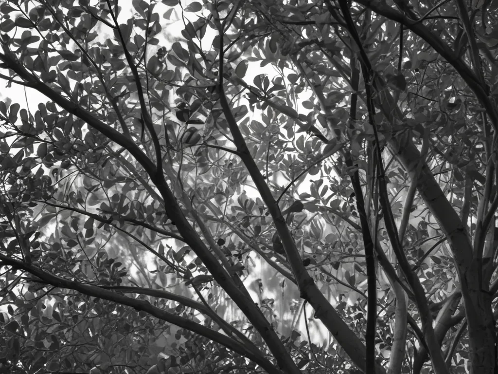 eucalyptus clipart black and white