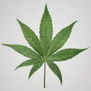 weed leaf png