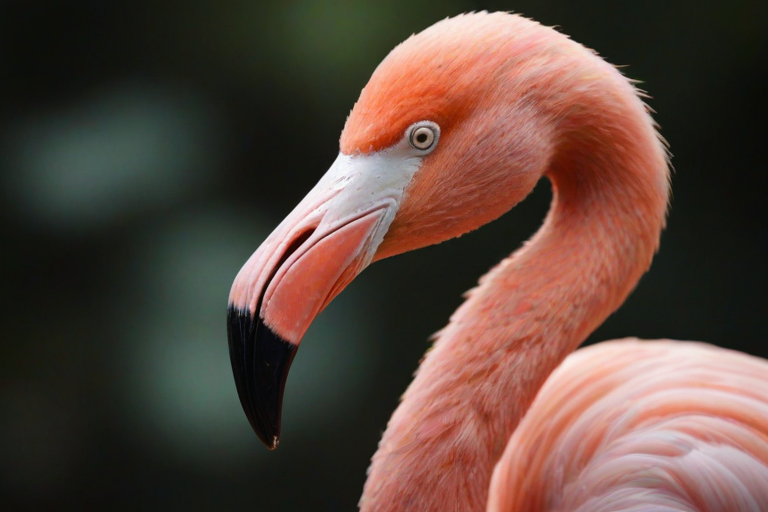 flamingo close-up portrait with a focus on the head and beak, soft lighting, dark blurred background