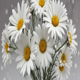daisies png