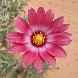desert flower