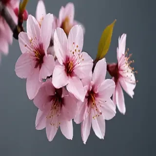 cherry blossoms png
