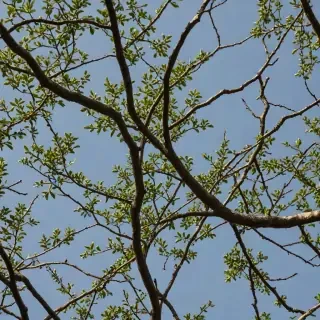 png branches