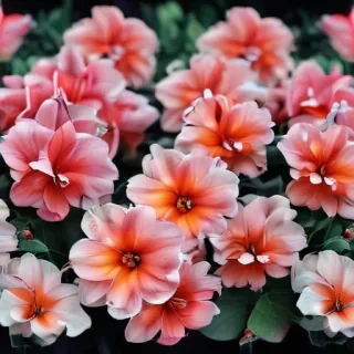 aesthetic flower backgrounds
