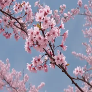 cherry blossoms png