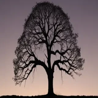 trees silhouette png