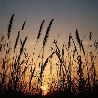 grass silhouette