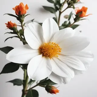 flower white bg