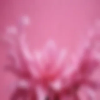 cool pink background