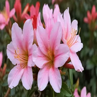azalea flower
