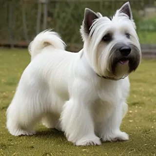 skye terrier dog breed