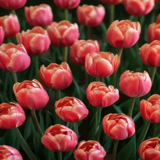 tulip flower