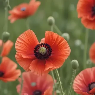 poppy flower