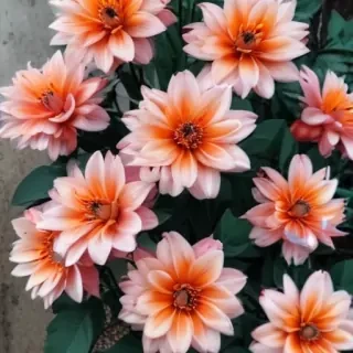 cute aesthetic wallpapers flowers
