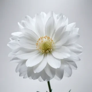 transparent white flower