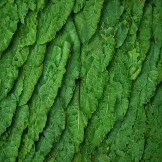 green leaf background