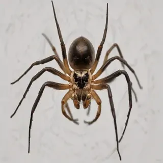 png spider
