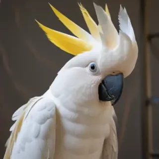 cockatoo