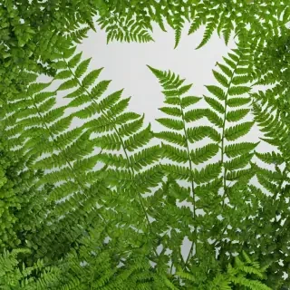 transparent fern png