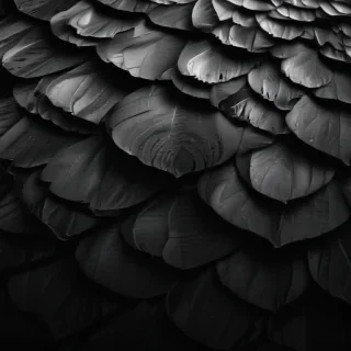 black and white wallpaper iphone