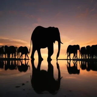 elephant silhouette