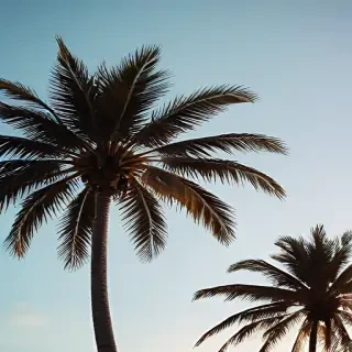 palm tree background