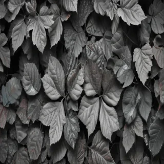 leaves black and white