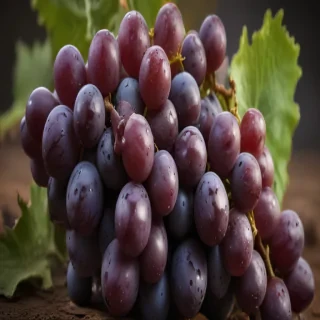 grapes png