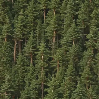 pine trees png
