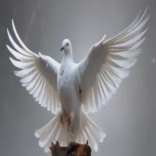 dove bird