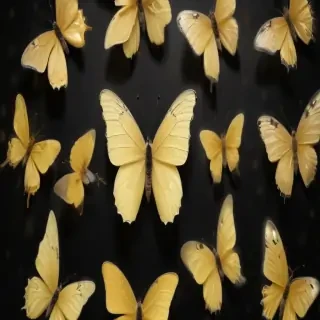 butter flies png