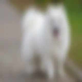 japanese spitz dog breed