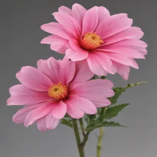 pink flower png