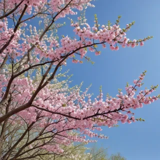 spring aesthetic wallpaper