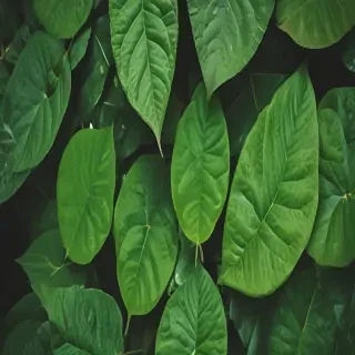 green leaf background