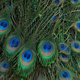 peacock feather images