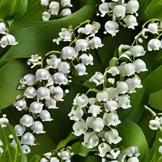 lily of the valley png
