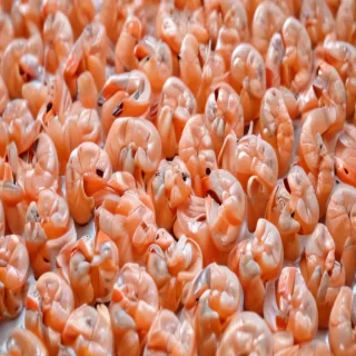 shrimp png