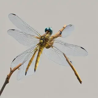 dragonfly png