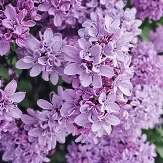 lilac iphone wallpaper