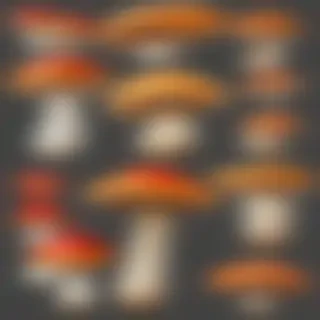 mushrooms png