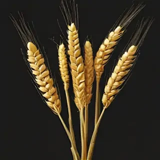 wheat png