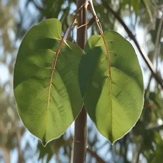 transparent eucalyptus