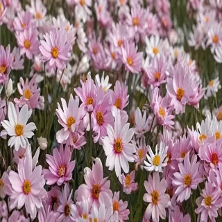 spring flowers